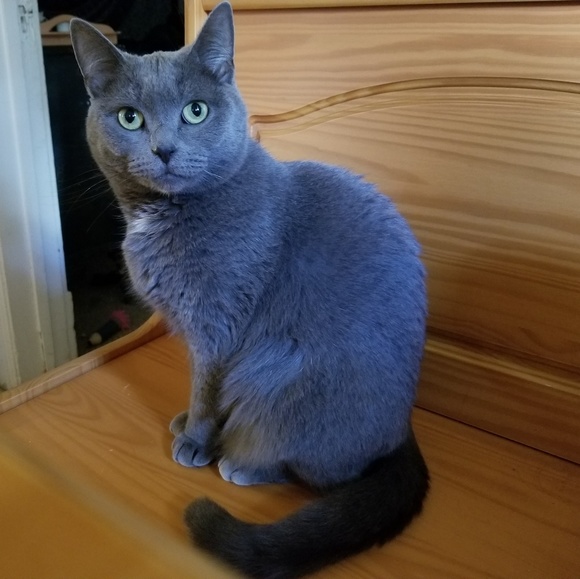 Smoke free - Pet friendly home๐ - Picture 3 of 5